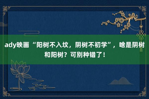 ady映画 “阳树不入坟，阴树不初学”，啥是阴树和阳树？可别种错了！